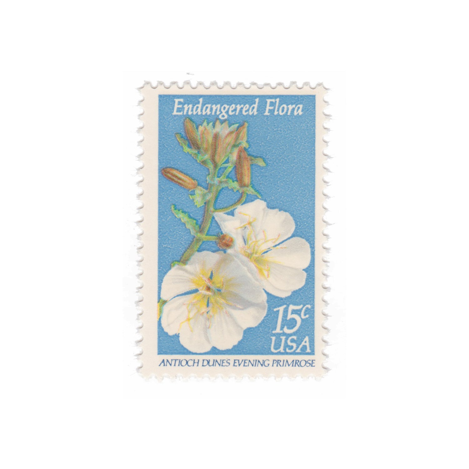 1979 15c Endangered Flora - Evening Primrose